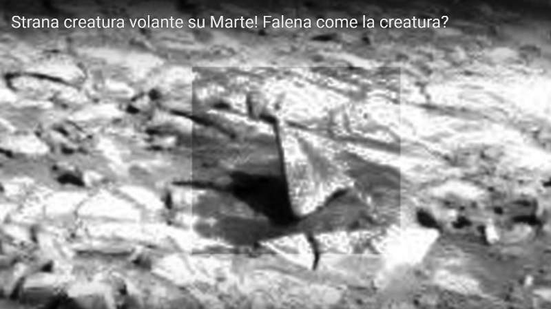 cufom-falena