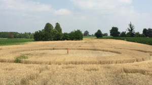 Crop circles nelle campagne Chieresi